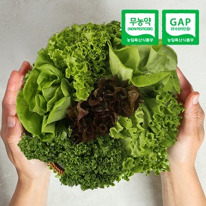 (당일수확) 친환경 유러피안 샐러드 채소 1kg(4~5종 랜덤구성) / GAP 무농약